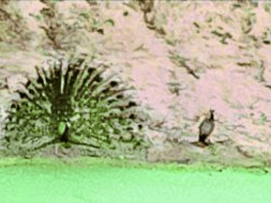 पैंथर के कई मूवमेंट कैद:वन विभाग उत्साहित, वन्यजीव गणना का अंतिम चरण, : मनसा माता, बांसियाल और शाकंभरी कंजर्वेशन एरिया में ट्रैप कैमरा सर्वे