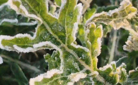 ठंड से ठिठुरने लगा शेखावाटी, सीकर में आज पारा 1.2डिग्री:कमजोर धूप से दिन में भी सर्दी का अहसास, अगले 3 दिन कोई राहत नहीं