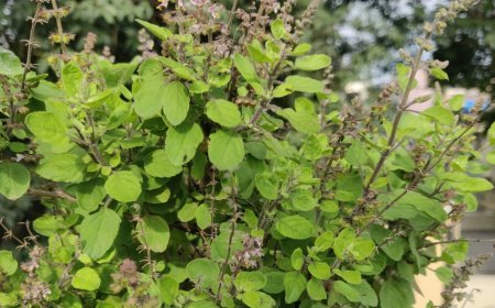 Tulsi Pujan Diwas: एक बार तुलसी जी भगवान विष्णु से दूर चली गईं, तो कैसे श्रीहरि ने उन्हें मनाया