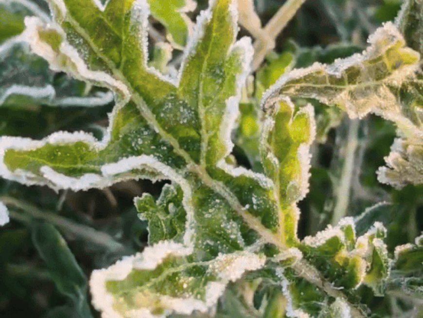 ठंड से ठिठुरने लगा शेखावाटी, सीकर में आज पारा 1.2डिग्री:कमजोर धूप से दिन में भी सर्दी का अहसास, अगले 3 दिन कोई राहत नहीं