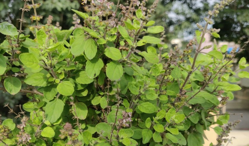 Tulsi Pujan Diwas: एक बार तुलसी जी भगवान विष्णु से दूर चली गईं, तो कैसे श्रीहरि ने उन्हें मनाया