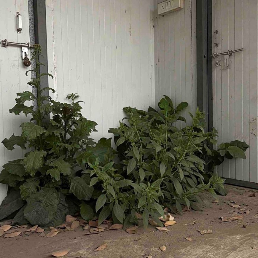 रामपुर स्टेशन पर लाखों के टॉयलेट पर ताला बंद:असम की महिला यात्री परेशान, अधिकारी मौन