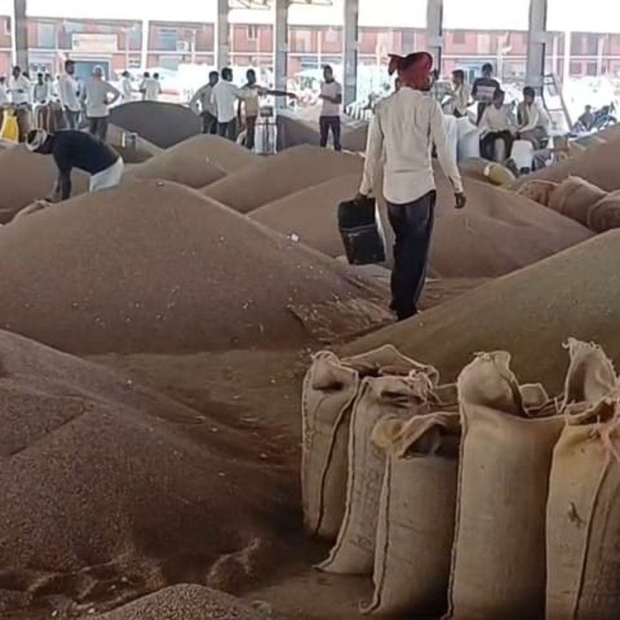 नागौर और मेड़ता मंडी में आज के भाव:जीरा के अधिकतम भाव में पिछले 24 घंटों में 500 रुपये प्रति क्विंटल की बड़ी गिरावट ; नागौर मंडी में कल रहेगा अवकाश