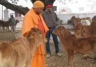 UP : गौसेवा में समर्पित योगी सरकार, 4366 गौ-आश्रय स्थलों पर मजबूत मॉनिटरिंग सिस्टम लागू