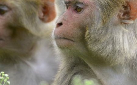 दिल्ली में बंदरों को भगाने के लिए लोगों की भर्ती:लंगूर की आवाज निकालेंगे; विधानसभा के बाहर 8 घंटे की शिफ्ट में करना होगा काम