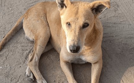 गाजे-बाजे और रामधुनी के साथ कुत्ते का अंतिम संस्कार:ग्रामीण की मौत पर शवयात्रा में श्वान होता था शामिल; बैठक कर बारहवां भी करेंगे लोग