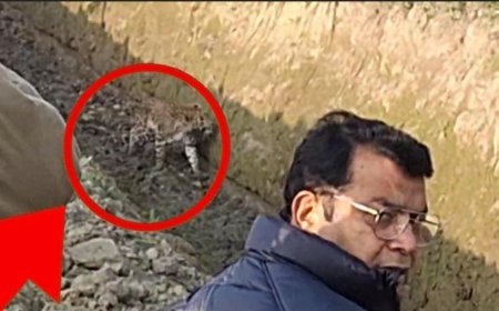 तेंदुए की दस्तक से रुद्रपुर क्षेत्र में दहशत,विधायक शिव अरोरा की मौजूदगी सिडकुल क्षेत्र से लगे खेत मे नजर आया तेंदुआ, विधायक ने अपने सामने वन विभाग से शुरू करवाया रेस्क्यू  ऑपरेशन*