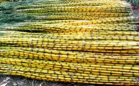 Bihar government ने गन्ना मूल्य में 15 से 20 रुपये प्रति क्विंटल की बढ़ोतरी की