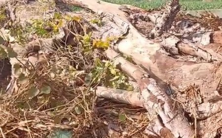 बांसवाड़ा में घर पर गिरा सालों पुराना बरगद का पेड़:मां और 3 बच्चे घायल हुए; 2 भैंसों की मौत; ग्रामीणों ने बाहर निकाला