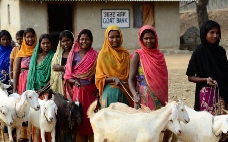 लोन में बकरी देता है महाराष्ट्र के जलगांव का बैंक:नाम GOAT बैंक; डिपॉजिट में लौटाना पड़ता है मेमना; अबतक 300+ महिलाओं को आत्मनिर्भर बनाया