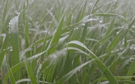 श्रीगंगानगर में शीतलहर के साथ कड़ाके की ठंड:रात का पारा 4 डिग्री से नीचे, कई दिन मौसम ड्राई रहेगा