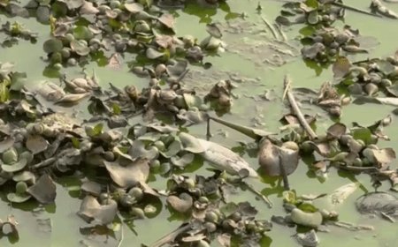 मछलियां मरने के बाद एक्शन में आया GDA:5 सदस्यीय समिति रोज करेगी रामगढ़ताल की निगरानी