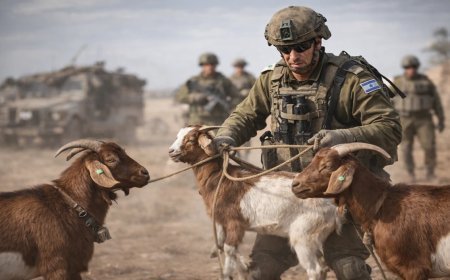 सीरिया में घुसकर चुरा लाए बकरियां, इजरायली सैनिकों का अजब-गजब कारनामा!