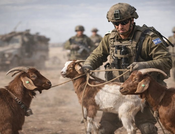 सीरिया में घुसकर चुरा लाए बकरियां, इजरायली सैनिकों का अजब-गजब कारनामा!