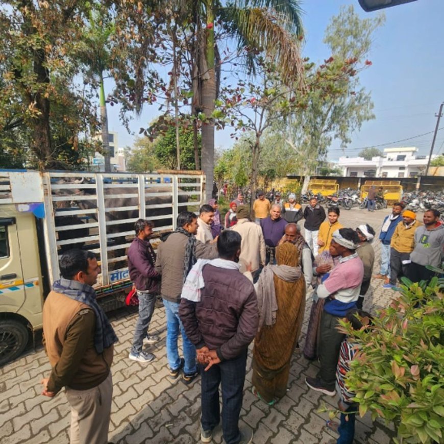 कोटा पुलिस थाने लेकर आई भैंस-पाड़ा:2 दावेदार आमने-सामने, मंदिर में कसम खाने के बाद भी नहीं सुलझा विवाद, उम्र बताने में फंसे दोनों