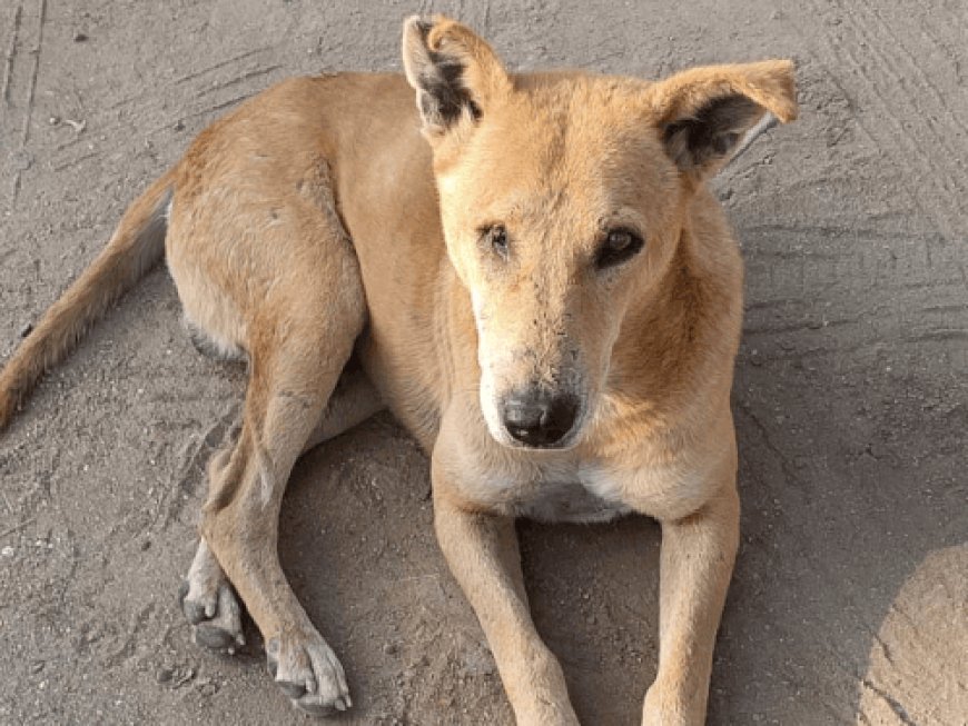 गाजे-बाजे और रामधुनी के साथ कुत्ते का अंतिम संस्कार:ग्रामीण की मौत पर शवयात्रा में श्वान होता था शामिल; बैठक कर बारहवां भी करेंगे लोग