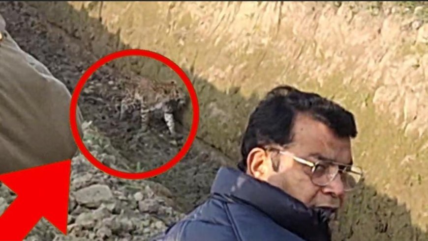 तेंदुए की दस्तक से रुद्रपुर क्षेत्र में दहशत,विधायक शिव अरोरा की मौजूदगी सिडकुल क्षेत्र से लगे खेत मे नजर आया तेंदुआ, विधायक ने अपने सामने वन विभाग से शुरू करवाया रेस्क्यू  ऑपरेशन*