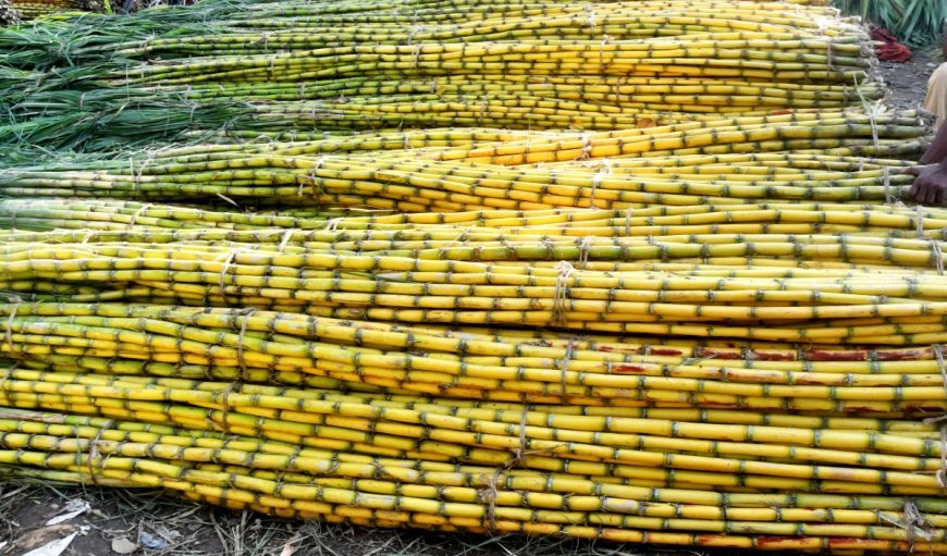 Bihar government ने गन्ना मूल्य में 15 से 20 रुपये प्रति क्विंटल की बढ़ोतरी की