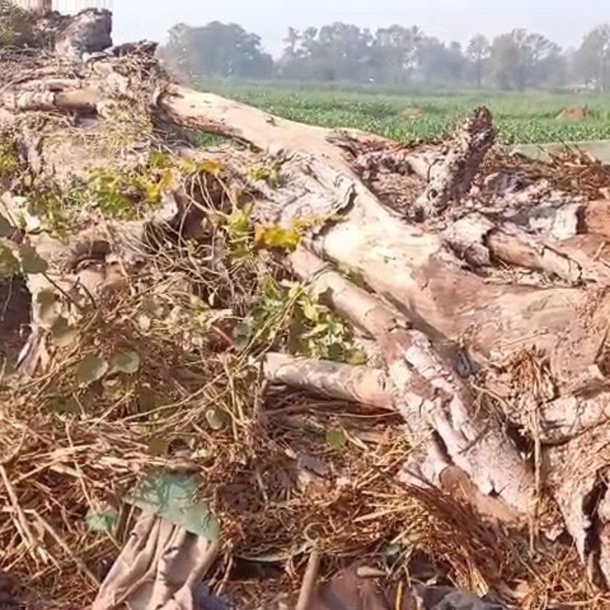 बांसवाड़ा में घर पर गिरा सालों पुराना बरगद का पेड़:मां और 3 बच्चे घायल हुए; 2 भैंसों की मौत; ग्रामीणों ने बाहर निकाला