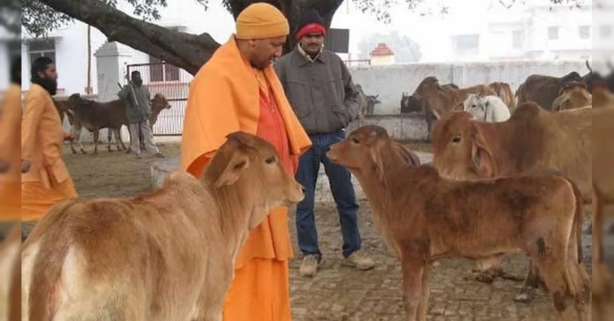 UP : गौसेवा में समर्पित योगी सरकार, 4366 गौ-आश्रय स्थलों पर मजबूत मॉनिटरिंग सिस्टम लागू