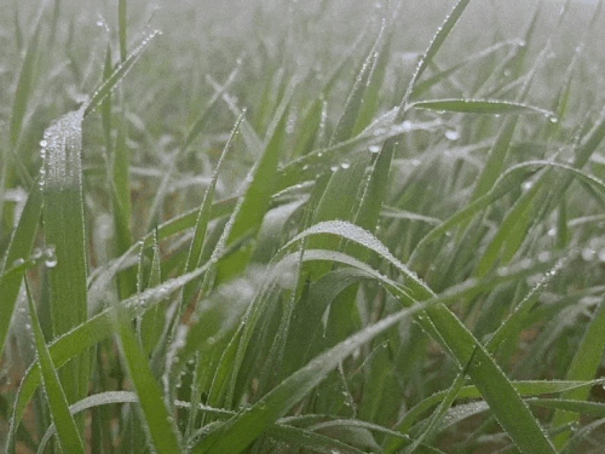श्रीगंगानगर में शीतलहर के साथ कड़ाके की ठंड:रात का पारा 4 डिग्री से नीचे, कई दिन मौसम ड्राई रहेगा