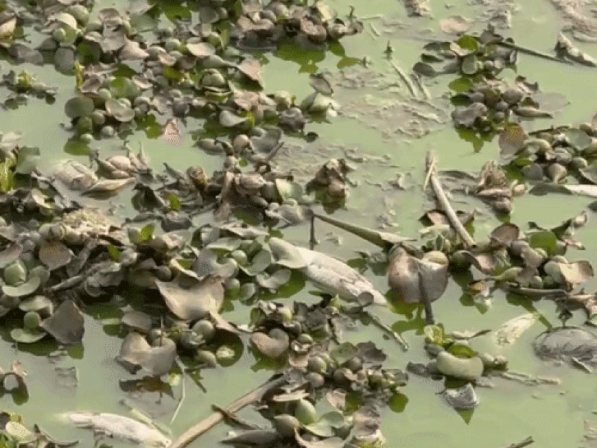 मछलियां मरने के बाद एक्शन में आया GDA:5 सदस्यीय समिति रोज करेगी रामगढ़ताल की निगरानी