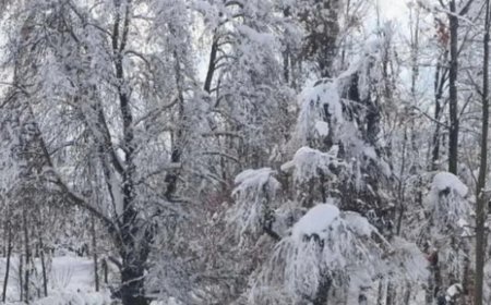 उत्तर भारत में बारिश और बर्फबारी की मार, जानिए द्रास से कारगिल और गुलमर्ग तक कैसा है मौसम?