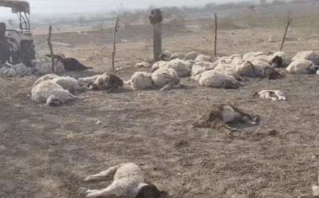 शिकारी जानवरों ने 150 भेड़ों का किया शिकार:राघवा गांव में पशुपालक देरावरसिंह को लाखों का हुआ नुकसान, इलाके में दहशत