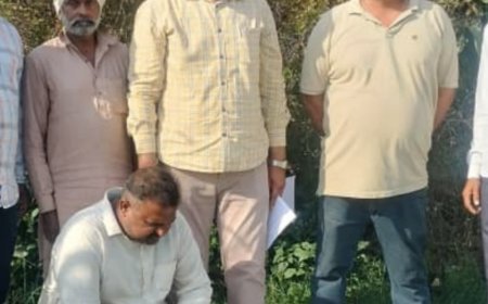 फतेहाबाद में प्याज के खेत से अफीम के पौधे:घर के पीछे फसल के बीच लगाए; सीआईए स्टाफ ने मकान मालिक अरेस्ट किया