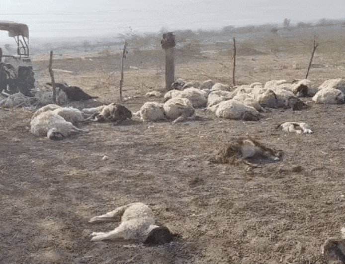 शिकारी जानवरों ने 150 भेड़ों का किया शिकार:राघवा गांव में पशुपालक देरावरसिंह को लाखों का हुआ नुकसान, इलाके में दहशत