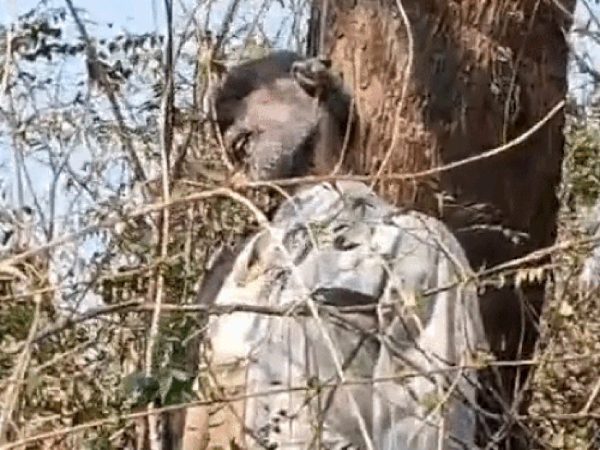 पंचकूला के जंगल में लटका मिला बुजुर्ग का शव:20 दिन पहले करवाया था हर्निया का ऑपरेशन, 7 दिन पहले घर से लापता