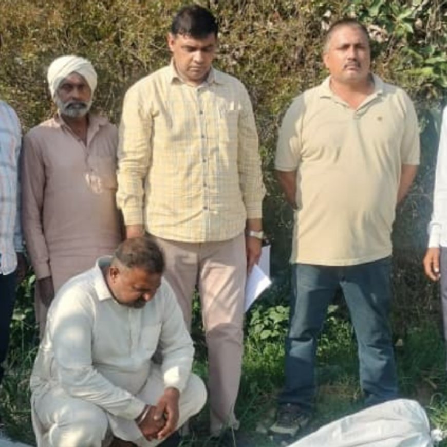 फतेहाबाद में प्याज के खेत से अफीम के पौधे:घर के पीछे फसल के बीच लगाए; सीआईए स्टाफ ने मकान मालिक अरेस्ट किया