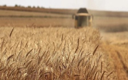 Pakistan में गहराया Food Crisis, सूखे और तनाव से Wheat Production पर मंडराया गंभीर संकट