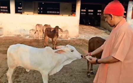 योगी सरकार का कीर्तिमान, पहली बार गो संरक्षण के लिए खर्च होंगे 2100 करोड़