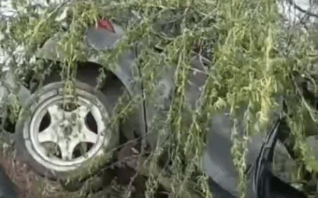 फरीदाबाद में तेज स्पीड़ में अनियंत्रित हुई कार:खाई किनारे पेड़ पर गिरकर अटकी, क्रेन की मदद से उतारा गया