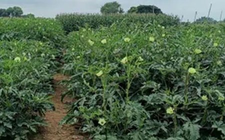 भिंडी पोषक तत्वों का पावर हाउस:मधुमेह, हृदय रोग, पाचन और हड्डियों के लिए फायदेमंद, विटामिन के से भरपूर