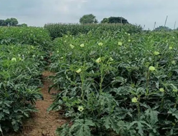 भिंडी पोषक तत्वों का पावर हाउस:मधुमेह, हृदय रोग, पाचन और हड्डियों के लिए फायदेमंद, विटामिन के से भरपूर