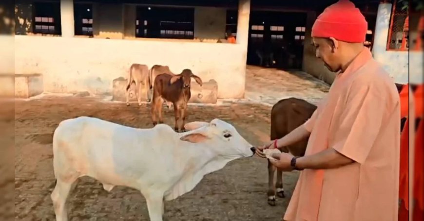 योगी सरकार का कीर्तिमान, पहली बार गो संरक्षण के लिए खर्च होंगे 2100 करोड़