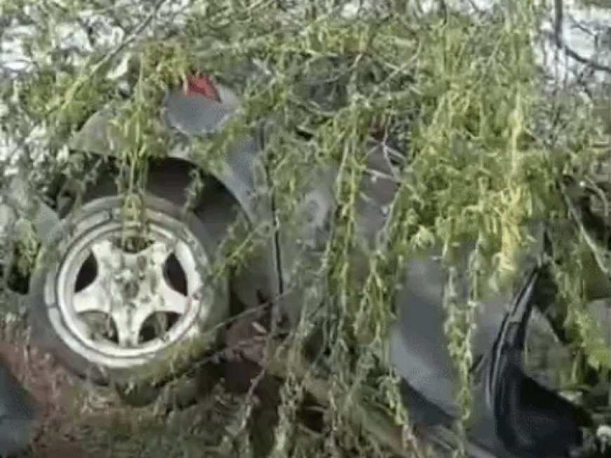 फरीदाबाद में तेज स्पीड़ में अनियंत्रित हुई कार:खाई किनारे पेड़ पर गिरकर अटकी, क्रेन की मदद से उतारा गया