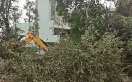 हरियाणा में बिना परमीशन नहीं कटेंगे पेड़:हाईकोर्ट ने लगाई रोक; कहा-यहां देश में सबसे कम वन क्षेत्र, पंचकूला के 2 मामलों पर सुनवाई