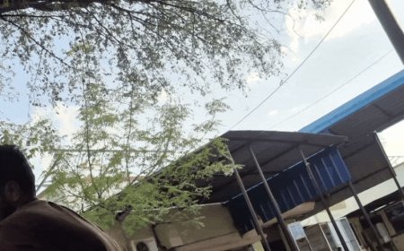 पूर्व सैनिक और बुजुर्ग माता-पिता पर मधुमक्खियों का हमला:शरीर से निकाले 100 से ज्यादा डंक,जवाहरपुरा गांव की घटना, कट्टे की ओट में छिपे पिता