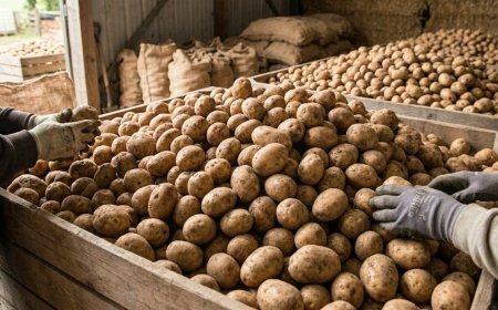 UP के आलू किसानों को Modi सरकार की बड़ी राहत, ₹6500 प्रति टन पर होगी 20 लाख टन की खरीद