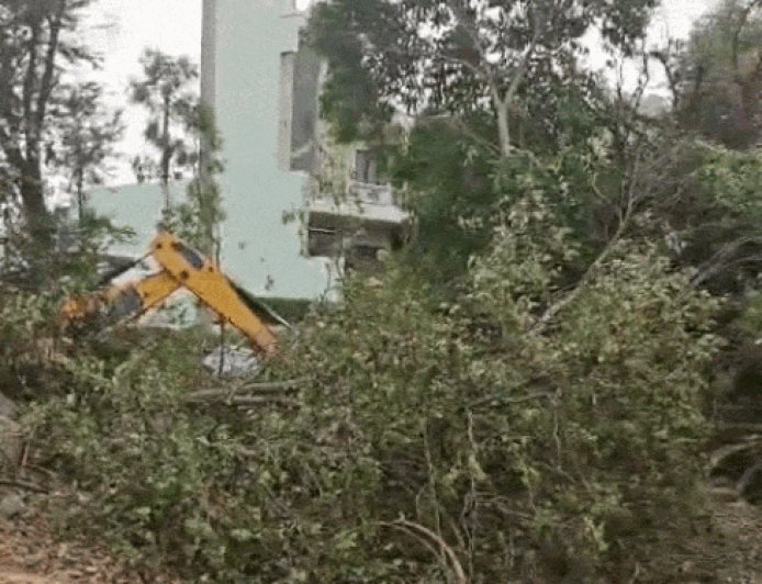 हरियाणा में बिना परमीशन नहीं कटेंगे पेड़:हाईकोर्ट ने लगाई रोक; कहा-यहां देश में सबसे कम वन क्षेत्र, पंचकूला के 2 मामलों पर सुनवाई
