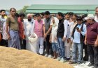 किच्छा,50 हजार मीट्रिक टन की गेहूं क्रय सीमा निर्धारित