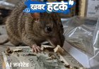 खबर हटके- गर्दन से खींची 9000 किलो की बस:चूहे खा गए रिश्वत के 10 हजार रुपए; बीयर पीने के लिए जूता गिरवी रखने का नियम