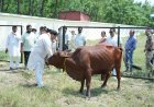 रुद्रपुर की सड़कों को आवारा पशुओं से मुक्त करने के लिए नगर निगम ने शुरू किया अभियान