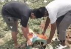 भिवानी में करंट लगने से मोर की मौत:बिजली के तारों में उलझा, गोरक्षा दल की टीम ने तिरंगे में लिपेटकर दफनाया