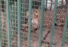 मुर्गियों के लालच में पिंजरे में फंसा तेंदुए का शावक:चांदपुर में वन विभाग ने किया रेस्क्यू, लोगों की भीड़ बढ़ने से बेचैन दिखा