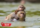 मानसून अगले हफ्ते केरलम पहुंचेगा, रफ्तार कम रहेगी:पूरे देश को देरी से कवर करेगा; MP-राजस्थान समेत 10 राज्यों में अगले 7 दिन हीटवेव अलर्ट