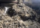 उत्तराखंड में तैयार हुआ ₹182 करोड़ का 'जिहादी ड्रग':50 हजार किराए के लिए सीरियाई नेटवर्क को सौंपी फैक्ट्री, पूरी प्लानिंग से चुना गया देहरादून